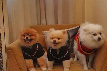 Pet-friendly