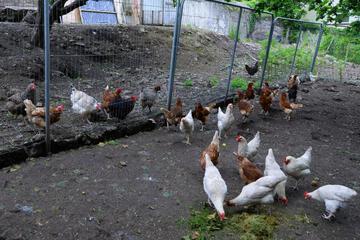 Photo 48