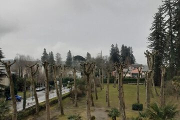 Garden view