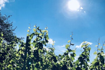Vineyard