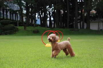 Pet-friendly amenities