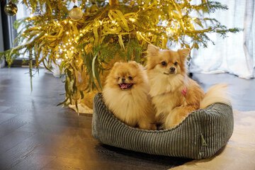 Pet-friendly