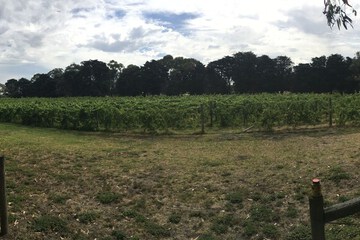 Vineyard