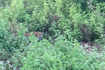 Safari