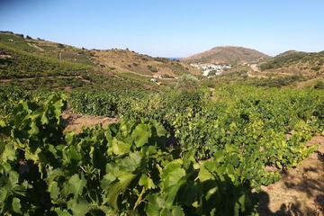 Vineyard