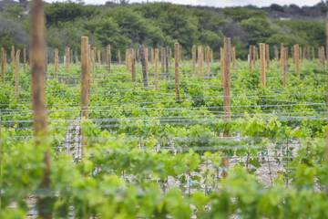 Vineyard