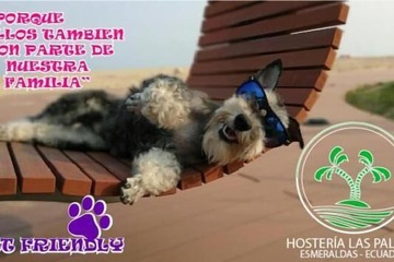Pet-friendly