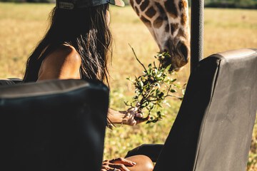Safari