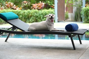 Pet-friendly