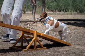 Pet-friendly amenities