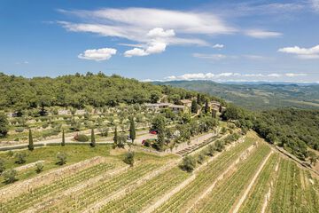 Vineyard