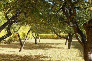 Park view