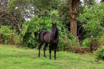 Game viewing