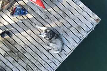 Pet-friendly