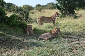 Game viewing