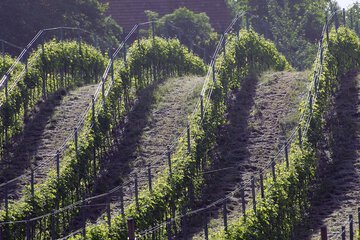 Vineyard