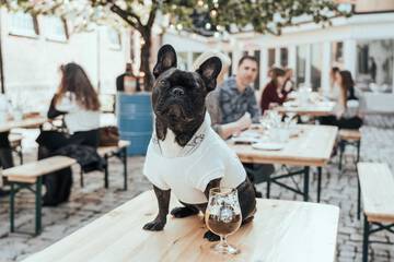 Pet-friendly