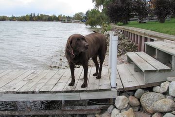 Pet-friendly