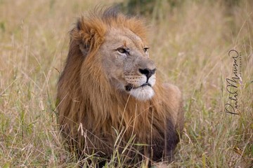 Safari