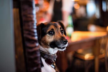 Pet-friendly