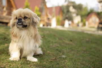 Pet-friendly