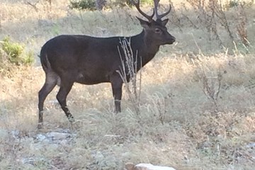 Game viewing
