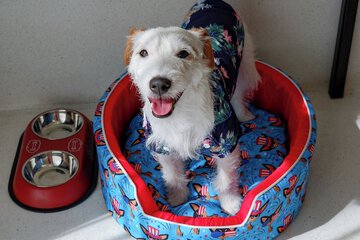 Pet-friendly amenities