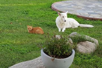 Photo 48