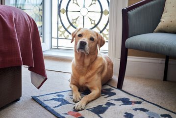 Pet-friendly