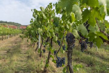 Winery