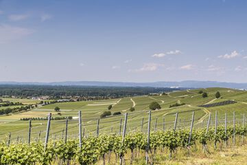 Vineyard