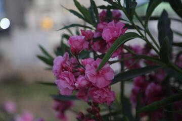 Photo 57