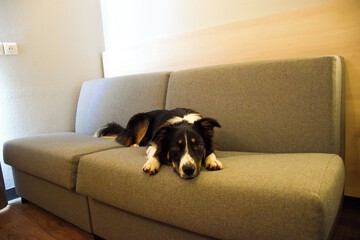 Pet-friendly
