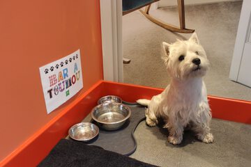 Pet-friendly