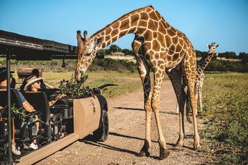 Safari