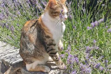 Photo 20