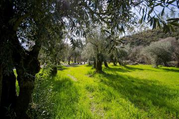 Photo 31