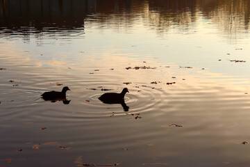 Lake