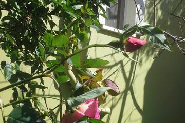 Photo 44