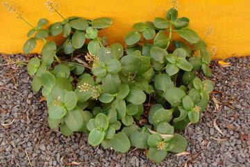 Photo 51