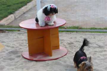Pet-friendly amenities
