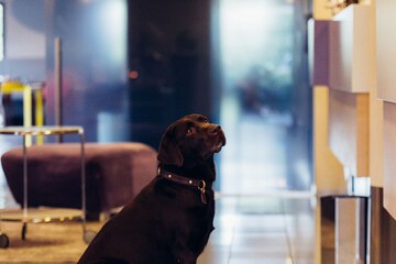 Pet-friendly