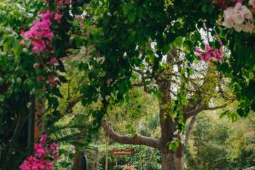 Garden view