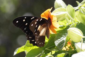 Photo 49