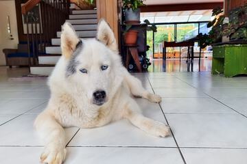 Pet-friendly