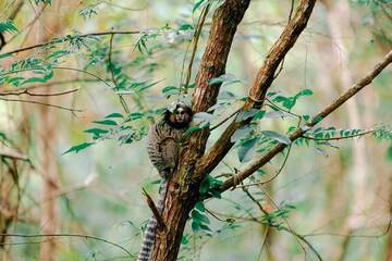 Game viewing