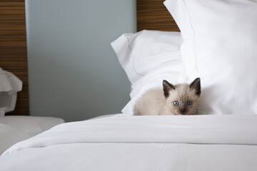 Pet-friendly