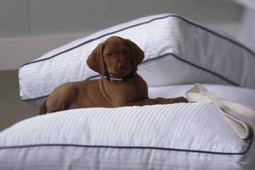 Pet-friendly