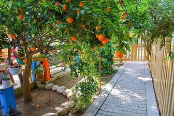 Photo 41