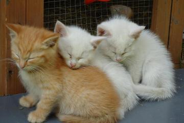 Photo 44